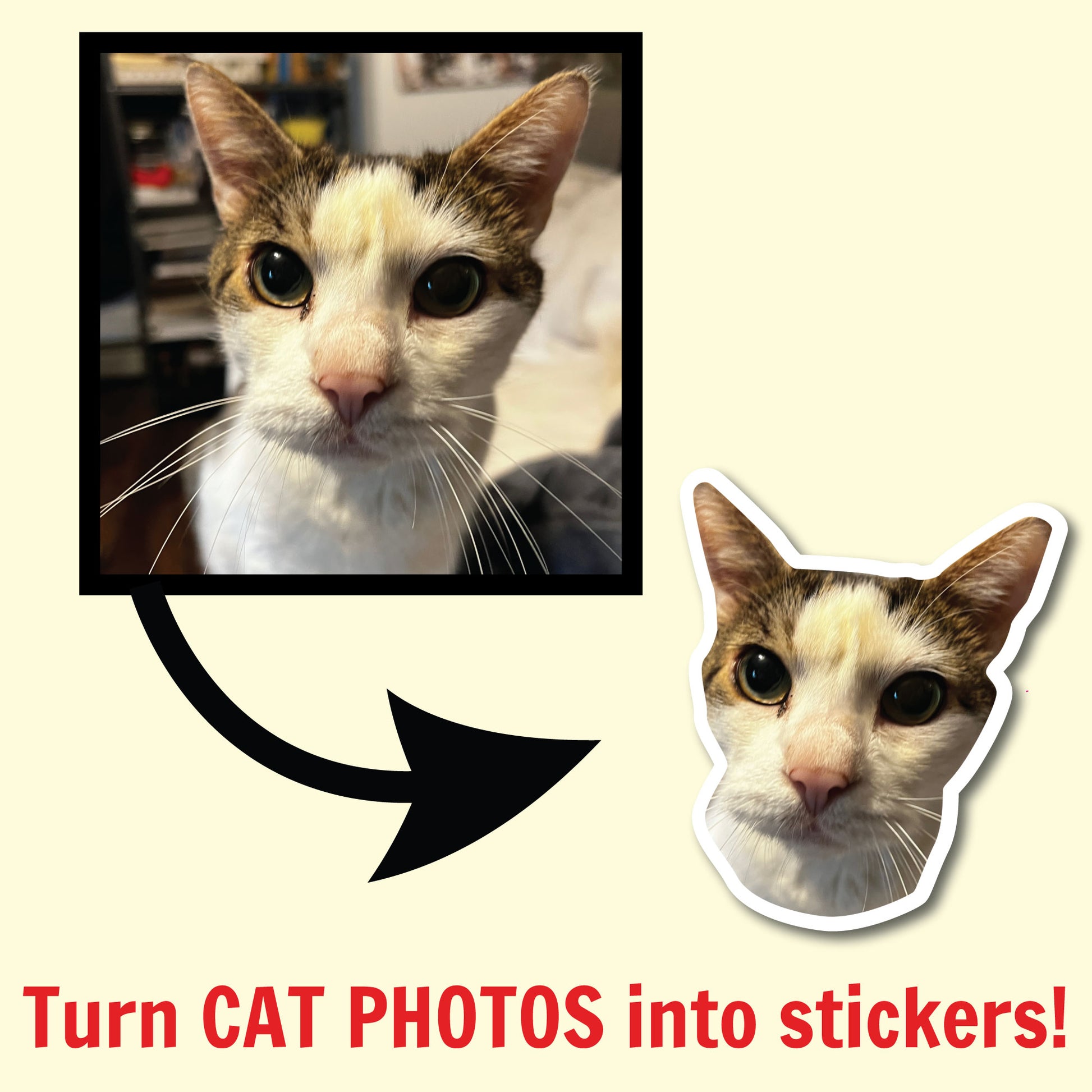A picture of a regular photo turning into a custom cat sticker.