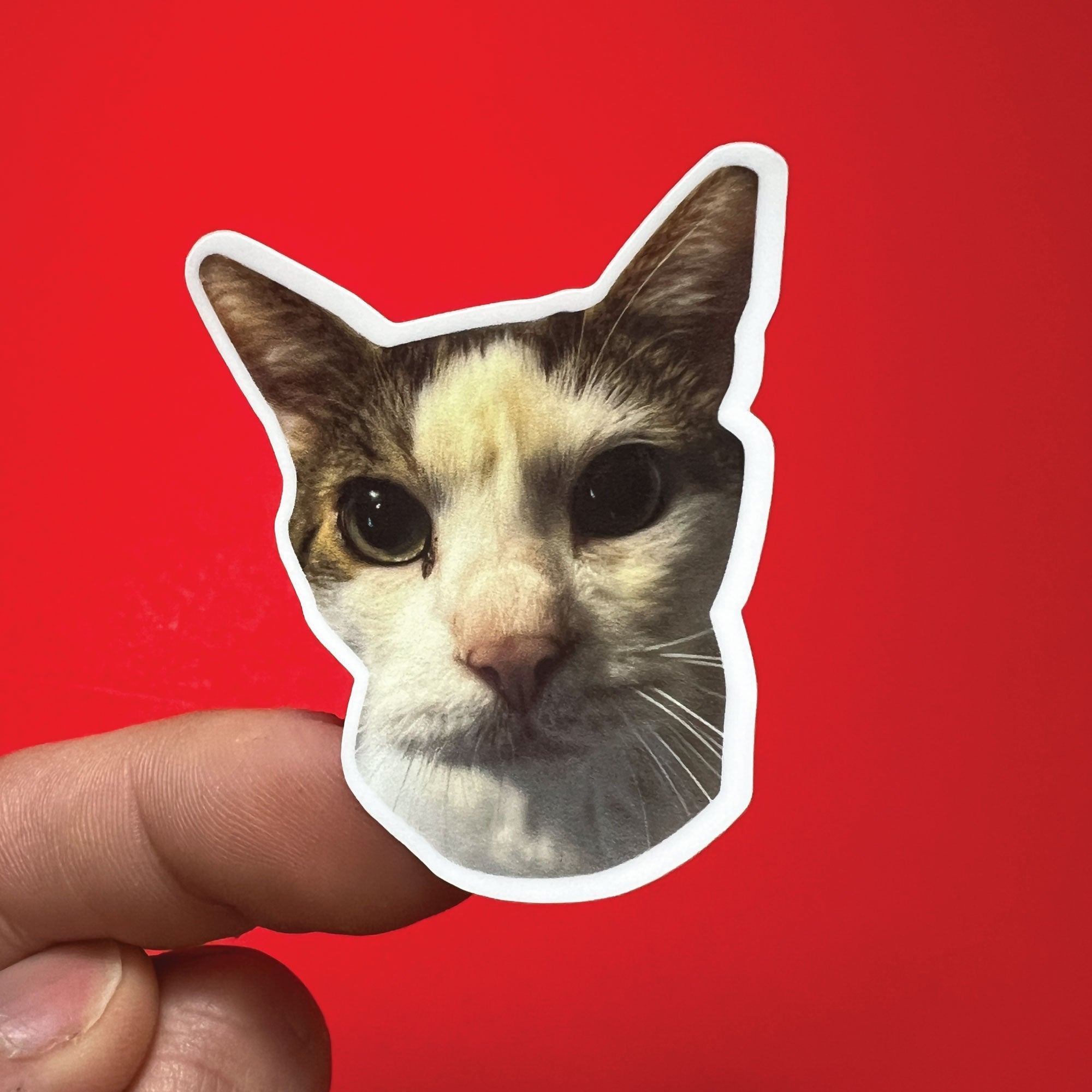 Cat Sticker Professional Custom Cat Photo Sticker - Send Your Photo & We'll Create a Sticker ...